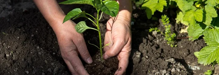 Person pflanzt Setzling ein